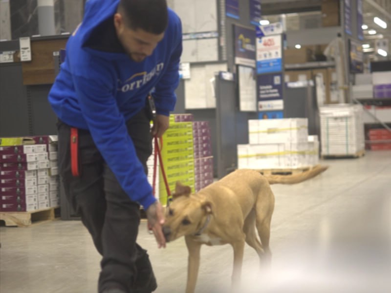 Previously aggressive dog now calm in public store after training Rochester NY
