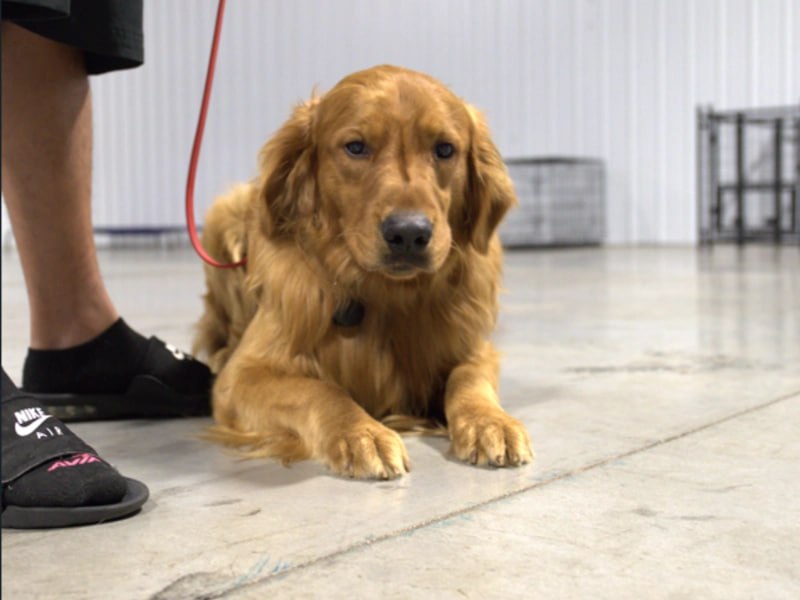 Golden Retriever in perfect down-stay during board and train Rochester NY