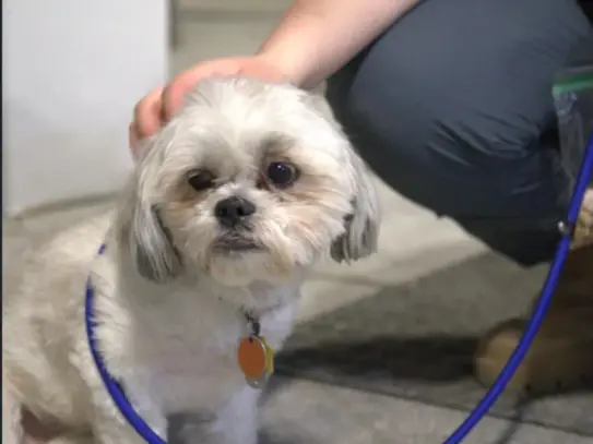 Small dog on leash after board and train program Rochester NY
