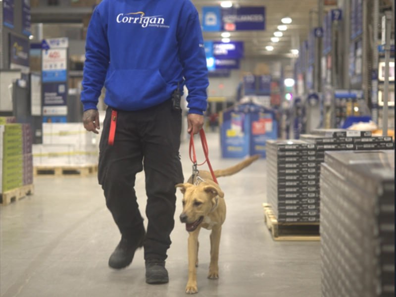 Dog walking calmly in store after board and train Rochester NY