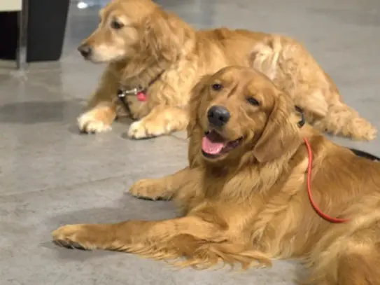 Two Golden Retrievers in calm down-stay during day training Rochester NY