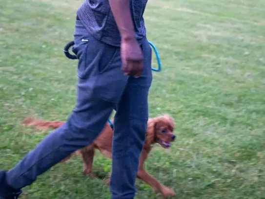 Dog walking in perfect heel during day training Rochester NY