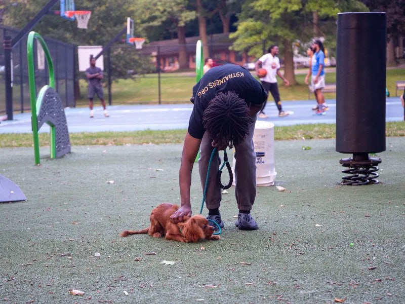 Trainer working with dog at park during day training session Rochester NY