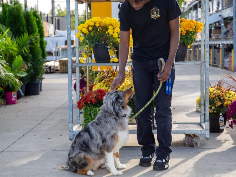 Mo training Australian Shepherd at store, real-world training Rochester NY