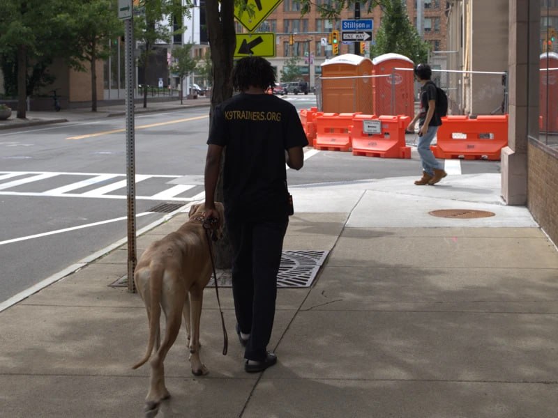 Dog walking calmly on leash downtown Rochester NY after training