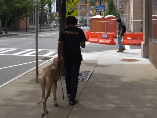 Dog heeling perfectly on a downtown Rochester sidewalk during real-world training