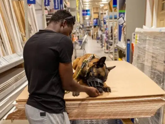 Calm dog waiting in a trained down-stay inside the K9 Obedience Academy facility