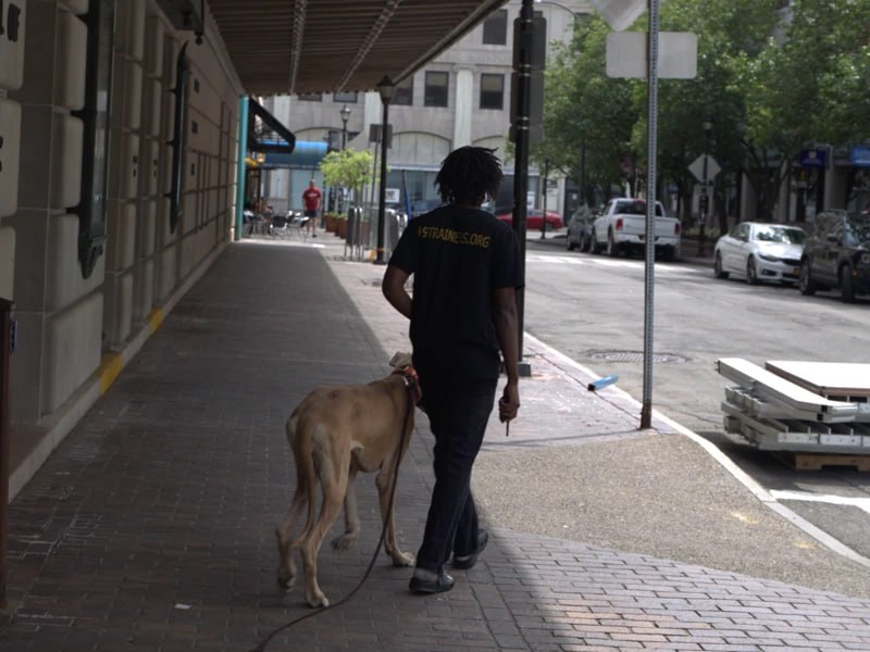 Mo walking dog in perfect heel downtown Rochester NY, private dog training