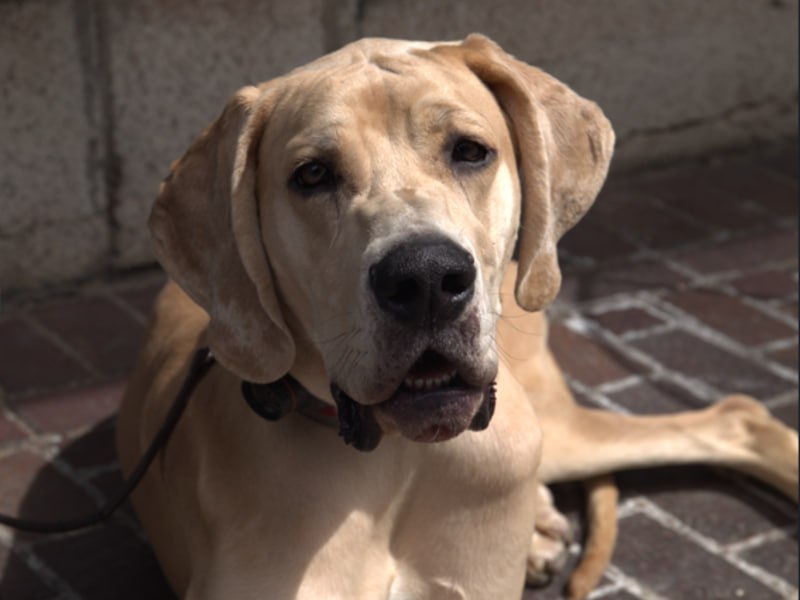 Trained hound sitting calmly on sidewalk Rochester NY