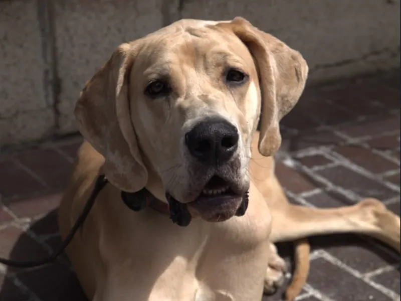 Trained hound sitting calmly on sidewalk Rochester NY