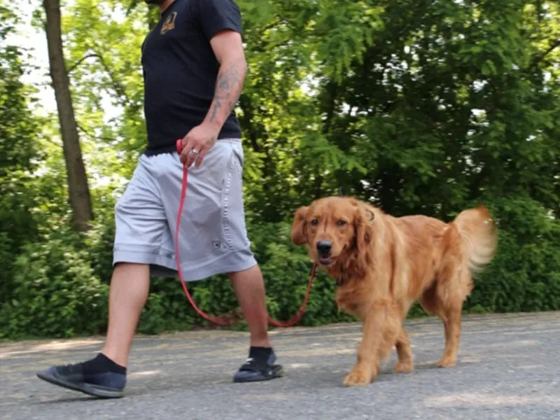 Dog and trainer walking calmly in park Rochester NY
