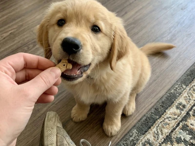 Golden Retriever puppy taking treat during training session Rochester NY