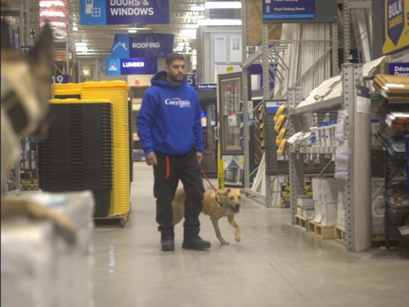Previously reactive dog now walking calmly in store Rochester NY